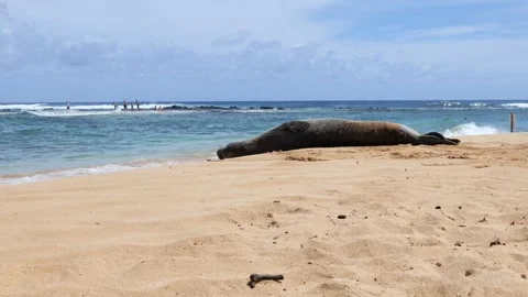 Monk takes a break on Poipu Beach Stock Footage 342192019