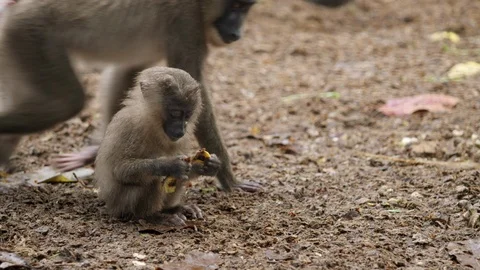 Monkey 001 Stock Footage 104075120