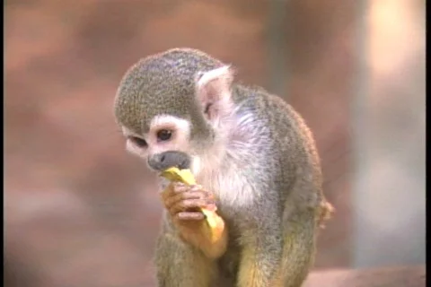 Monkey - 015260007 库存影片 844808