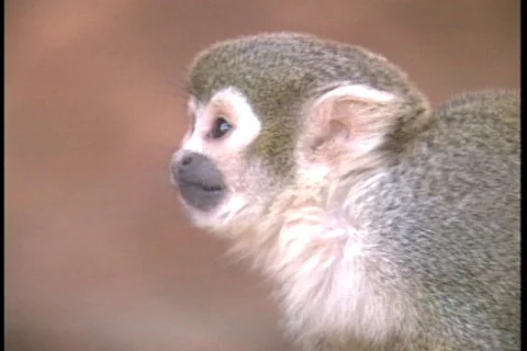 Monkey - 015260008 库存影片 844819