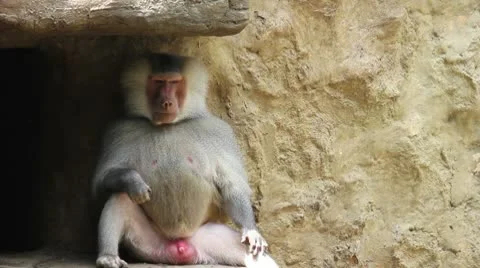 Monkey 02 Stock Footage 10741928