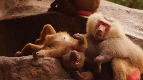 Monkey #03 Stock Footage 20434895