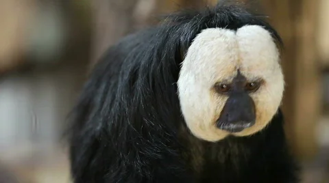 Monkey 1 Stock Footage 492864