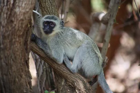 Monkey 2 Stock Photos