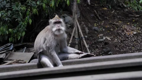 Monkey 30 Stock Footage 260180962