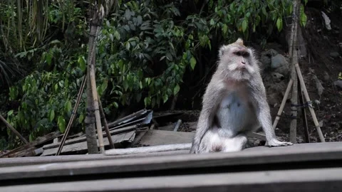 Monkey 31 Stock Footage 260180964