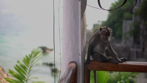 Monkey 4k short Stock Footage 297714165