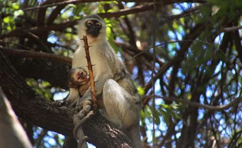 Monkey 5 Stock Photos