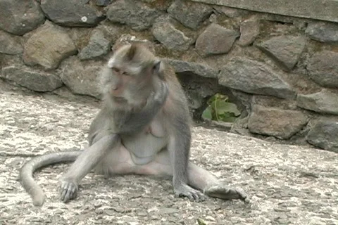 Monkey 8 Stock Footage