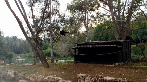 Monkey acrobatics in the zoo Video stock 97064957