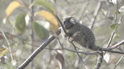 Monkey acting on a tree Stock Footage 78988047