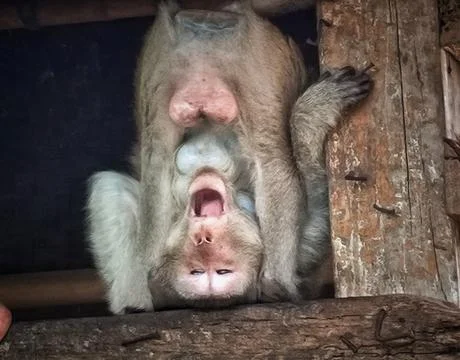 Monkey in action Stock Photos