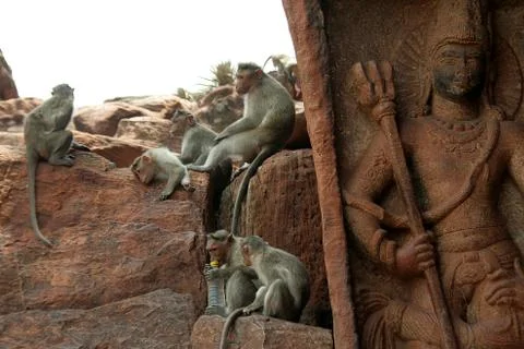 Monkey Activities Stock Photos