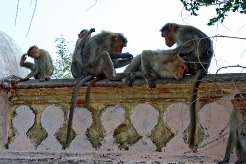 Monkey Activities Stock Photos