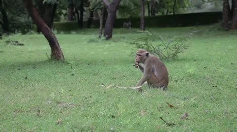 Monkey activity Video stock 20624926