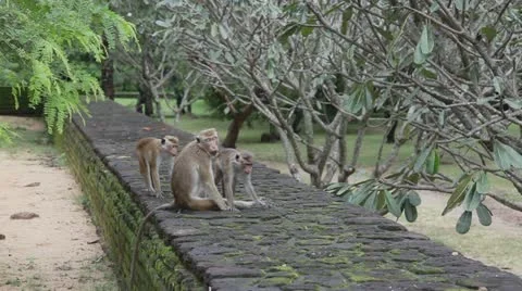 Monkey activity Video stock 20625337