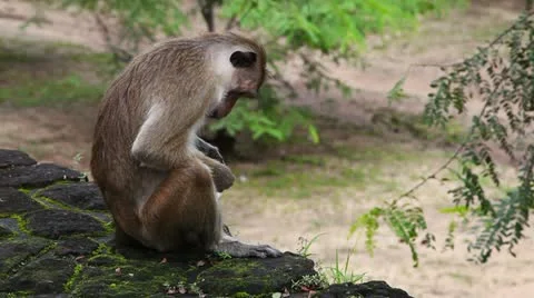 Monkey activity Video stock 20625614