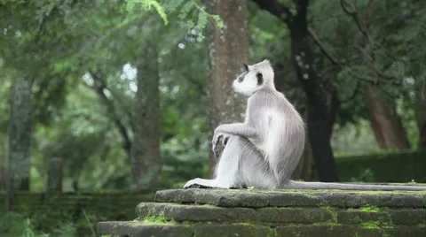 Monkey activity Video stock 20625649