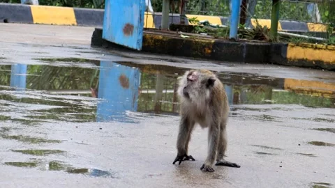Monkey activity in the mangrove forest around Kuala Tungkal harbor Stock Footage 280953757