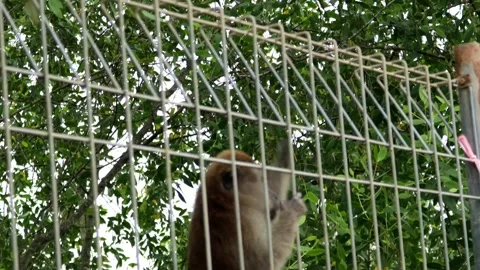 Monkey activity in the mangrove forest around Kuala Tungkal harbor Stock Footage 280954482