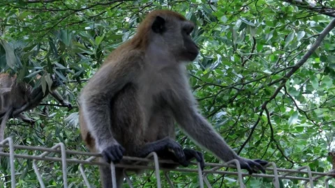 Monkey activity in the mangrove forest around Kuala Tungkal harbor Video stock 280954638