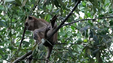 Monkey activity in the mangrove forest around Kuala Tungkal harbor Stock Footage 280954640