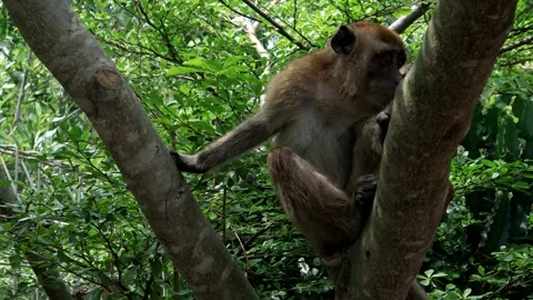 Monkey activity in the mangrove forest around Kuala Tungkal harbor Stock Footage 280954692