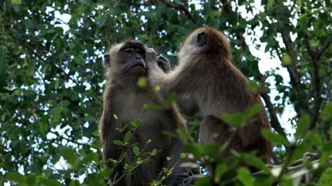 Monkey activity in the mangrove forest around Kuala Tungkal harbor Stock Footage 280954693