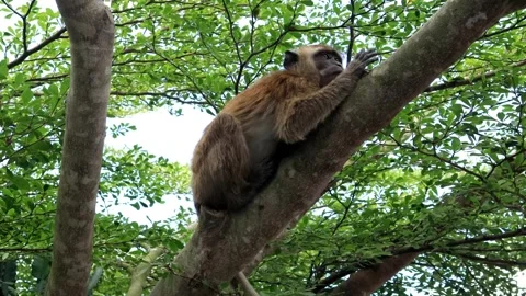 Monkey activity in the mangrove forest around Kuala Tungkal harbor Stock Footage 280954721