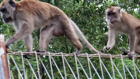 Monkey activity in the mangrove forest around Kuala Tungkal harbor Stock Footage 280955048