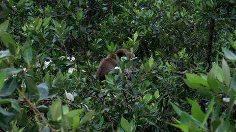 Monkey activity in the mangrove forest around Kuala Tungkal harbor Stock Footage 280955050