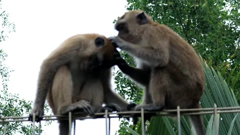 Monkey activity in the mangrove forest around Kuala Tungkal harbor Stock Footage 280955244