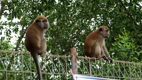 Monkey activity in the mangrove forest around Kuala Tungkal harbor Stock Footage 280958416
