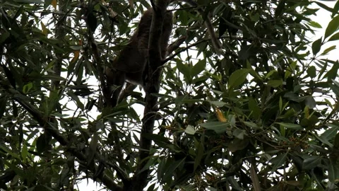 Monkey activity in the mangrove forest around Kuala Tungkal harbor Video stock 280958591