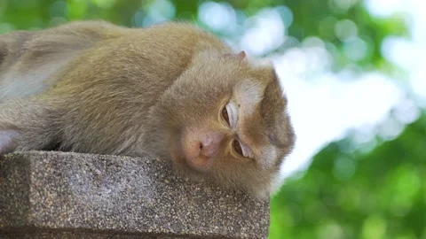 Monkey against the forest background sleeping in nation park. Stock Footage 156817103