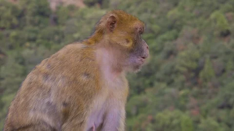 Monkey of Algeria Vidéo 95818459