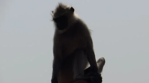 Monkey alone 2 Stock-Footage 33375429