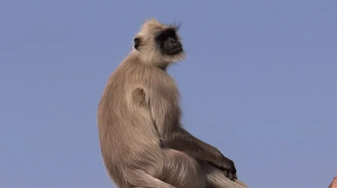Monkey alone Stock Footage 33375487