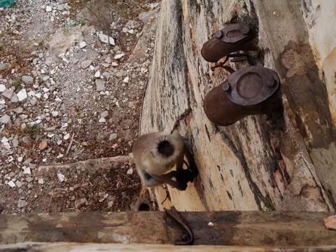 A monkey also called ape Stock Photos