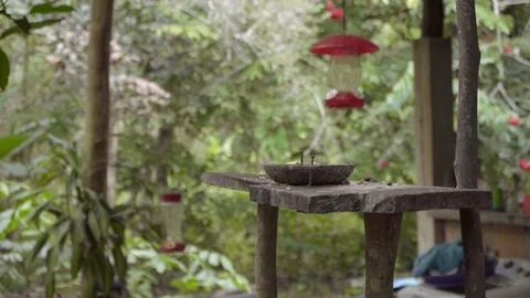 Monkey in the amazon rainforest goes for food Stock Footage 129845346