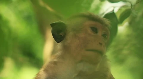 Monkey among the leaves Stock Footage 49864870