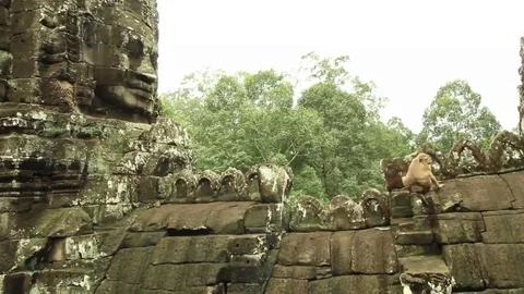 Monkey on ancient Bayon temple, pan and tilt to stone face Stock Footage 76381299