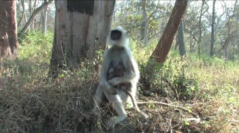 Monkey and baby Video stock 332153