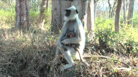 Monkey and baby Stock Footage 332157