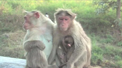 Monkey and baby Stock Footage 332168