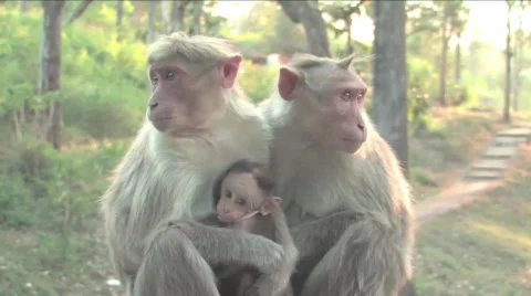 Monkey and baby Stock Footage 332173