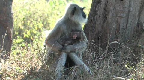 Monkey and baby Stock Footage 332178