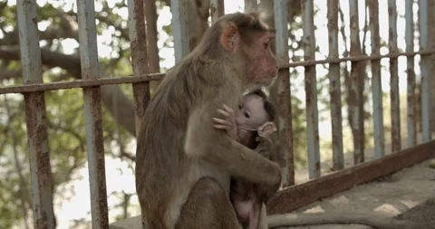 Monkey and baby monkey Stock Footage 131824872