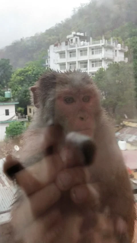 Monkey and baby monkey trying to bite glass Vidéo 154868347