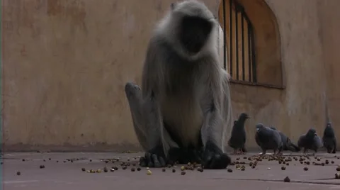 Monkey and birds in india Stock Footage 52205790